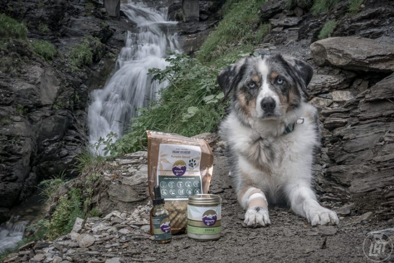 Curious about CBD oil for your pet? HempMy Pet CBD oil for dogs is some of the highest quality product available on the market. Read our full review here to see why we love it.