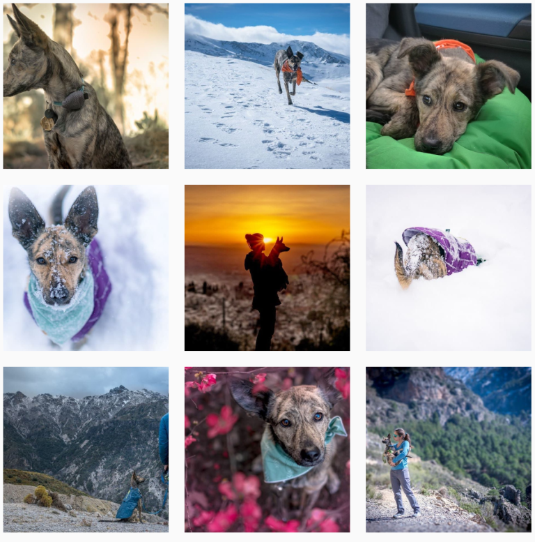 These adventure dog Instagram accounts will inspire you to get outdoors more often with your pup.